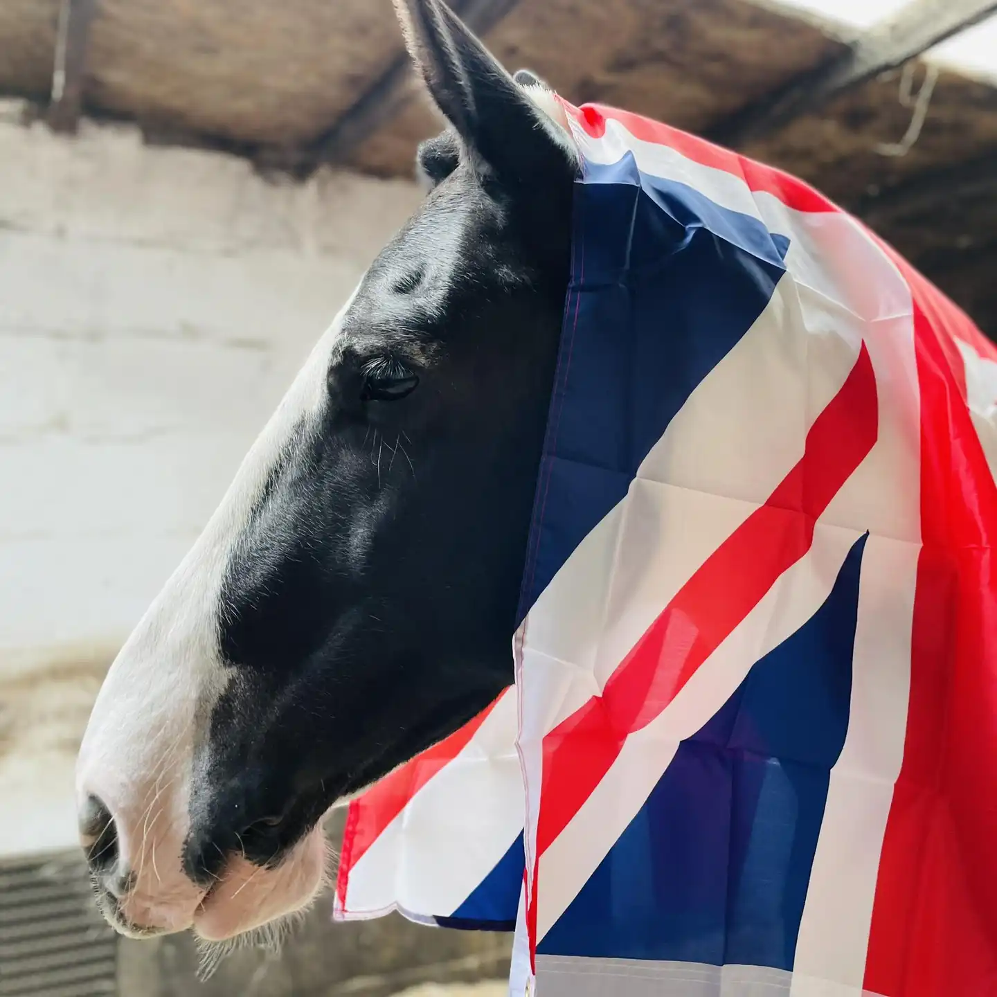 Orcaber Legacy - Media (Unknown)