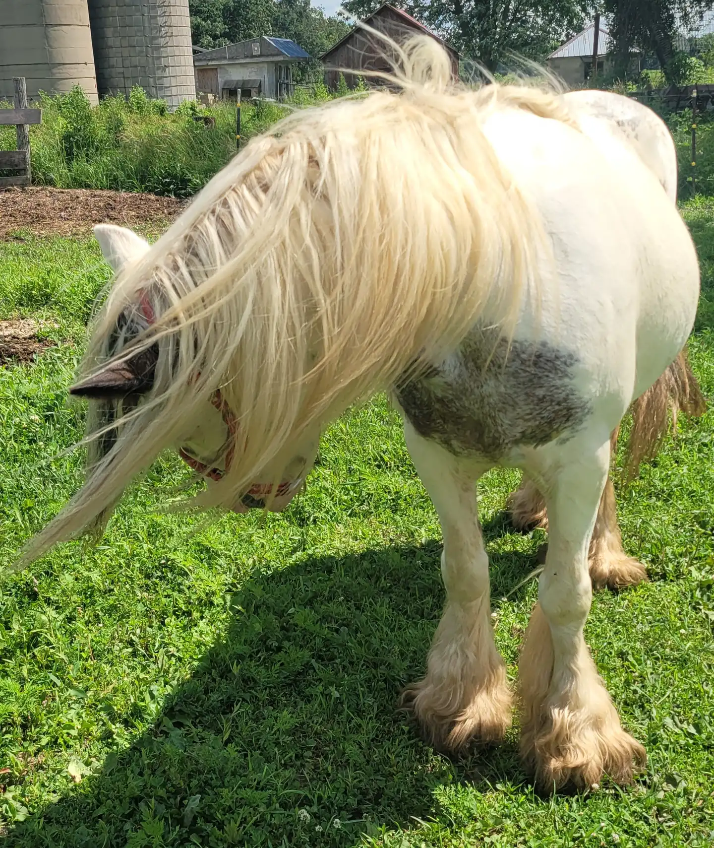 Cashmere of Lexlin - Media (Unknown)