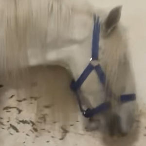 Miss Snowy - Media (Unknown)