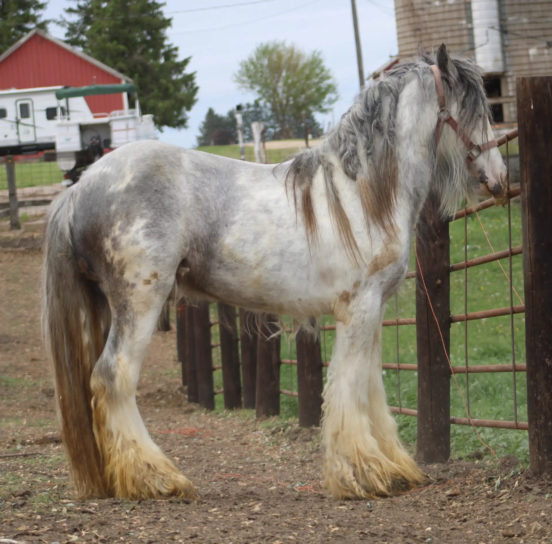 IconicCobs Maximus - Media (Unknown)