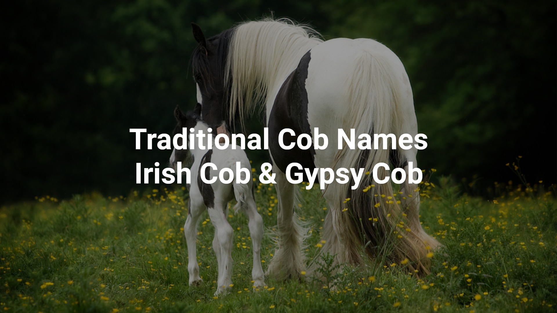 Traditional Cob Names - Irish Cob & Gypsy Cob - Media (1046)