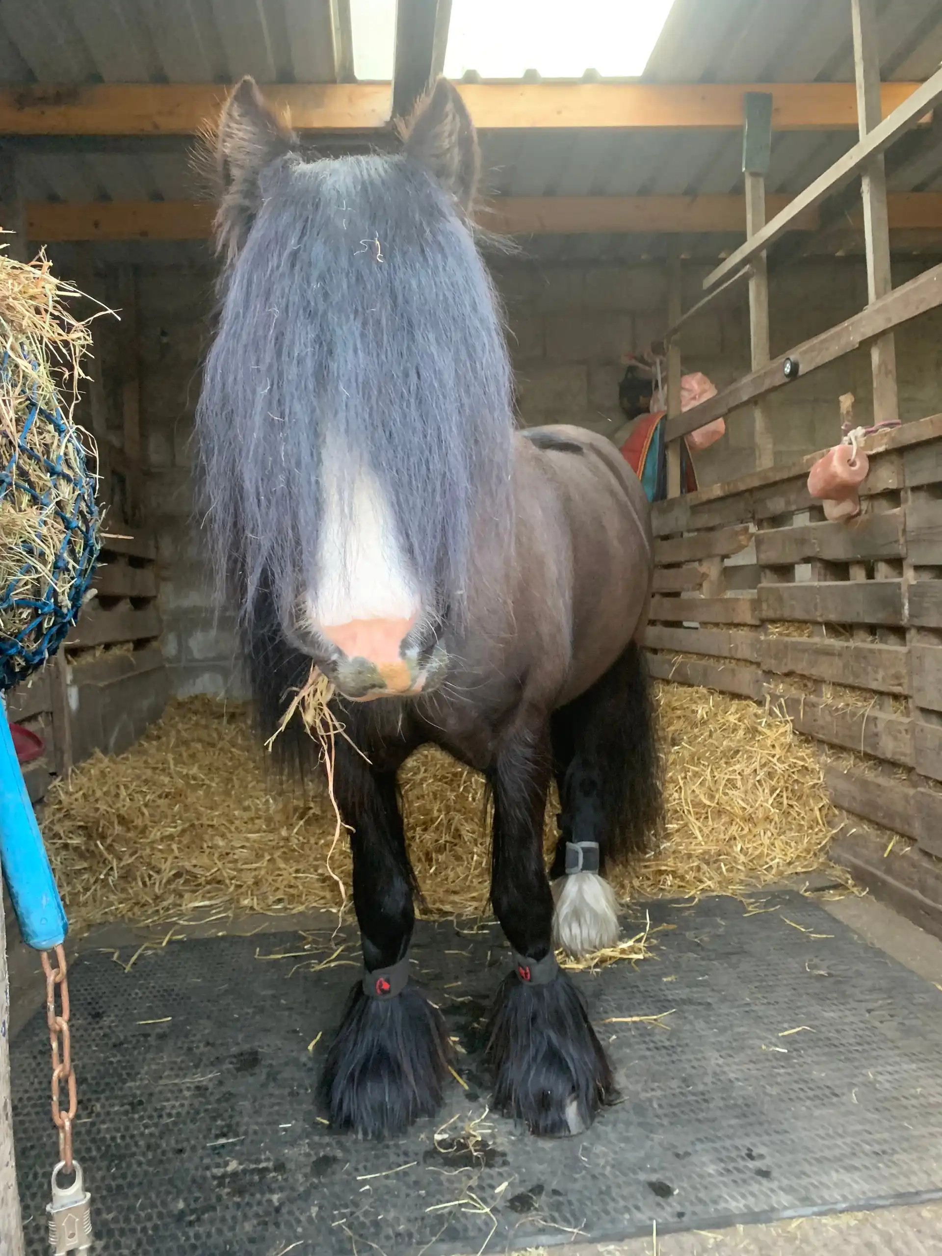 Clover, from the front
