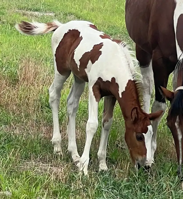 PMF  Dream Come True - Media (Unknown)