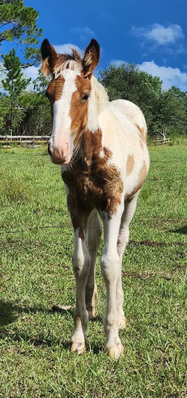 G.S. Sky's Coral - Media (Unknown)