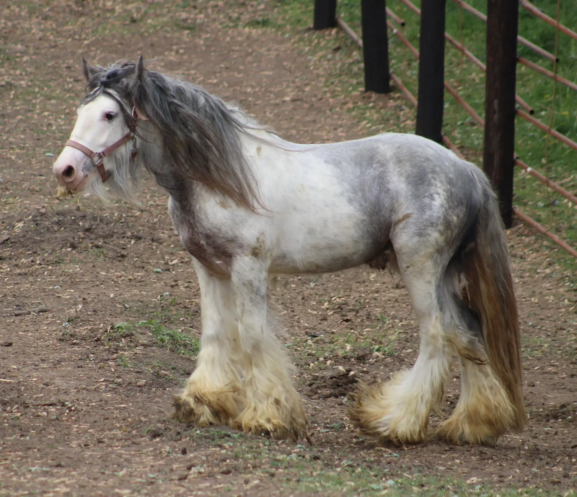 IconicCobs Maximus - Media (Unknown)