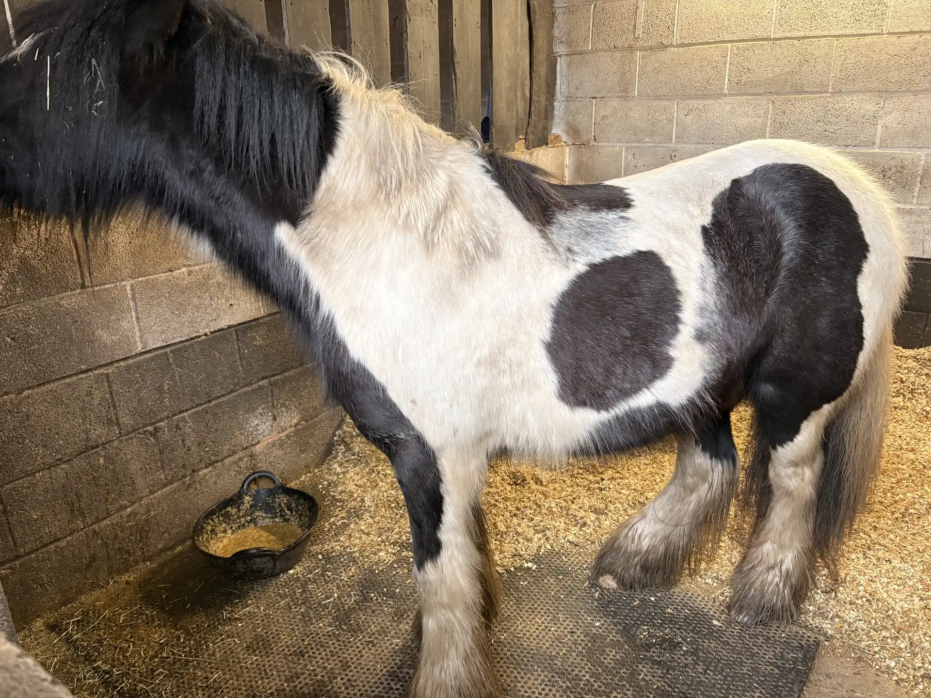 Blackthorn Romeo - Media (Unknown)