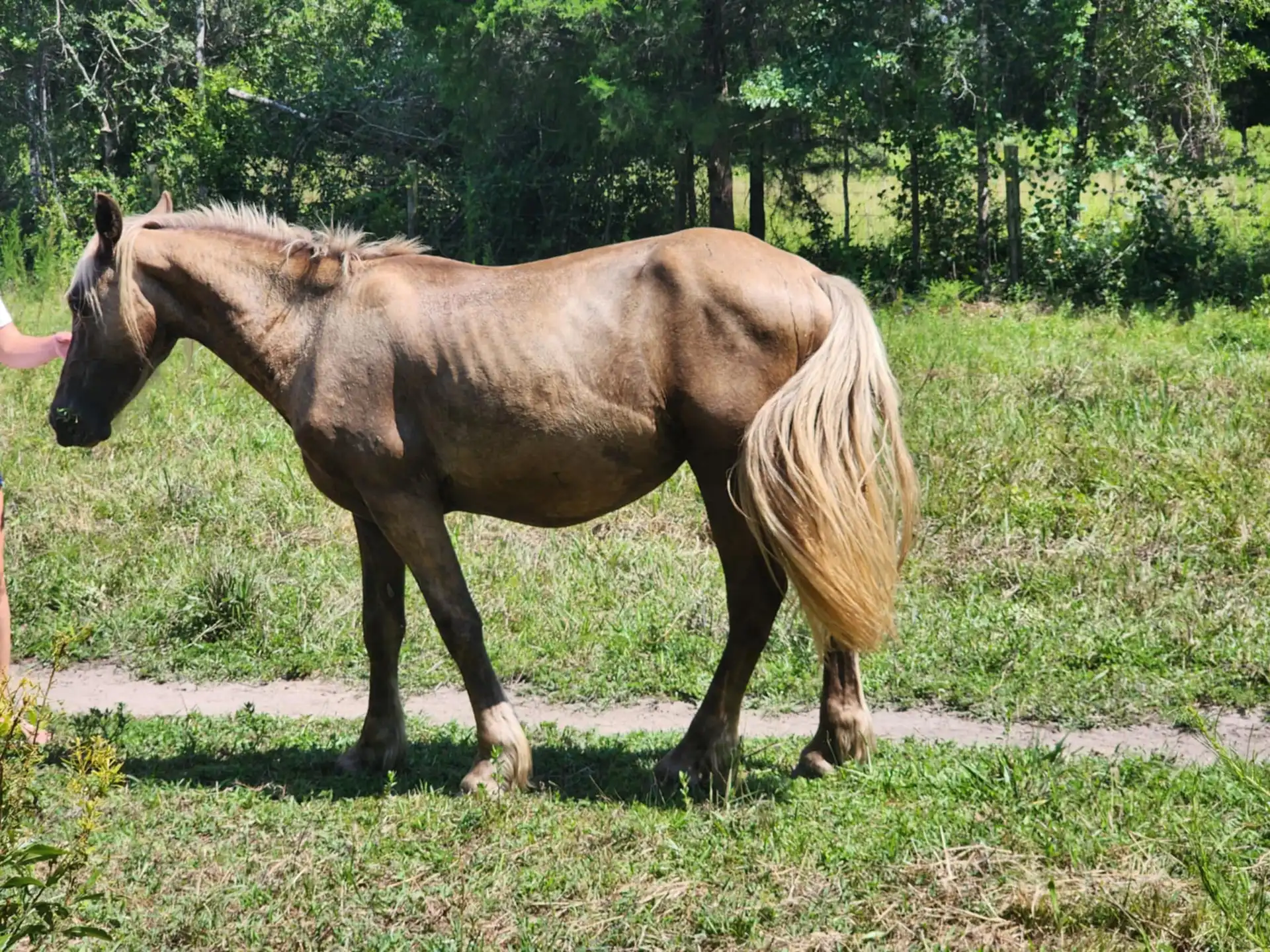 G.S. Silver Voyage - Media (Unknown)