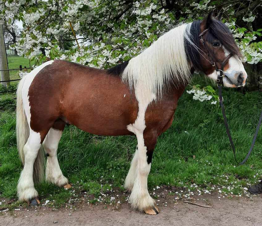 Barri Sarkani - Media (Unknown)