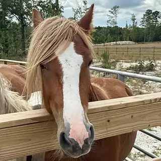 SMG Red Knight - Media (Unknown)