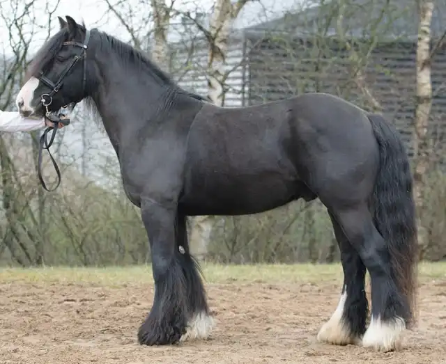 Nydal's Nelsson, left side