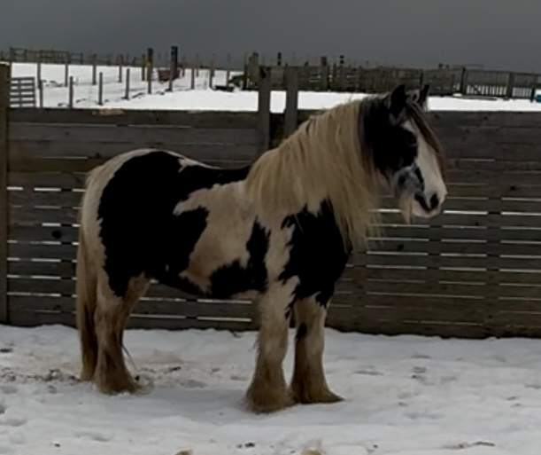 As if by Magic - Media (Unknown)