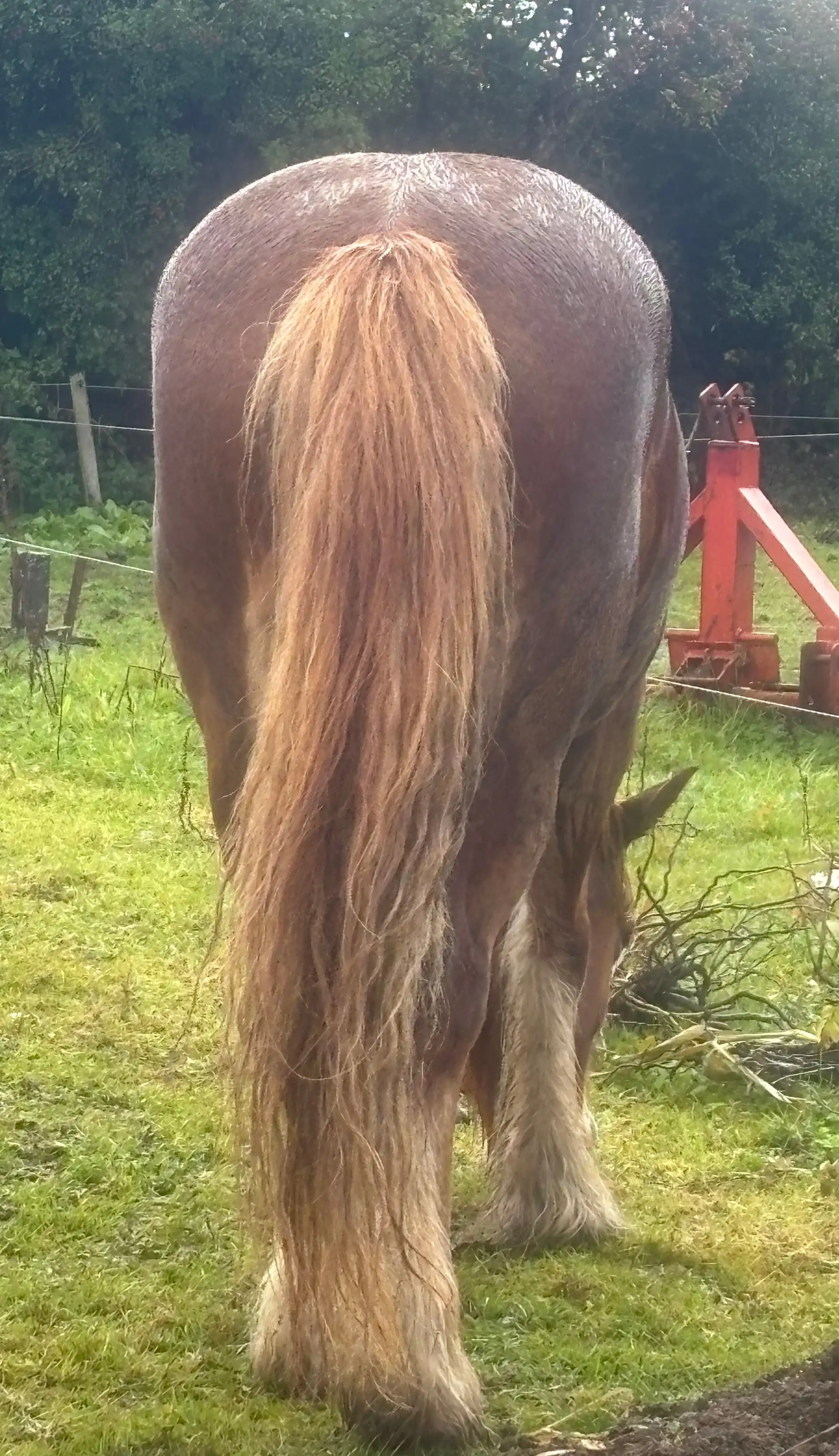 Ruby - Media (Unknown)