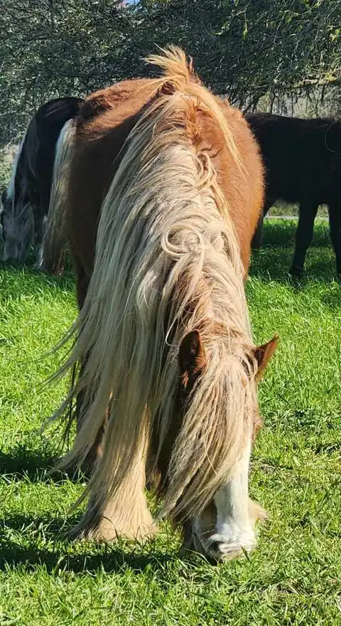 G.S. Golden Sunrise - Media (Unknown)