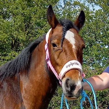 Mollys - Media (Unknown)