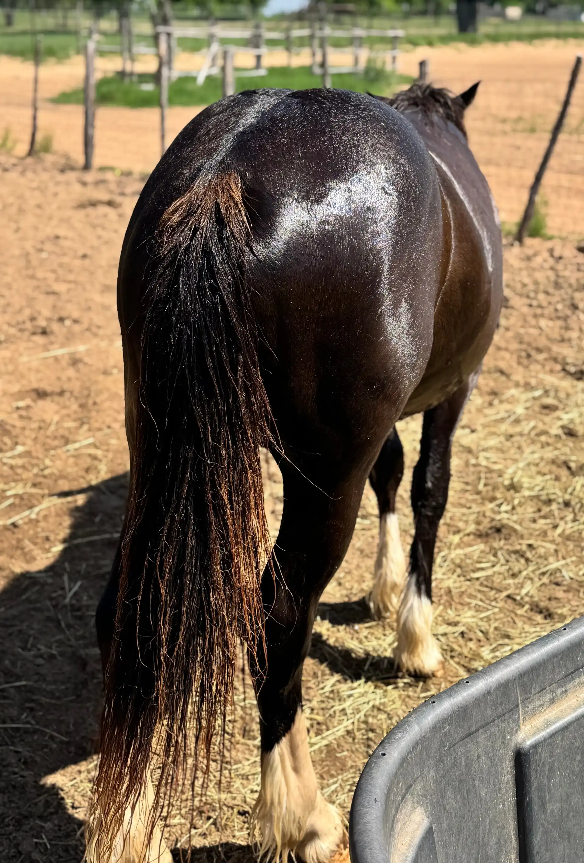 Almighty Luxury - Media (Unknown)