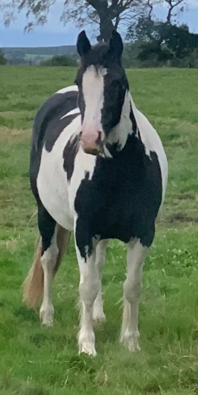 Amy’s Angel - Media (Unknown)