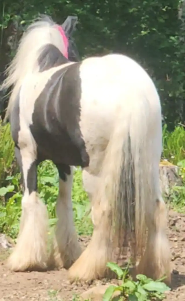 Gypsy Horse Ranch  Eclipse - Media (Unknown)