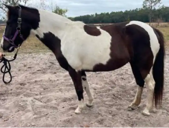 Starfall Over Kairo - Media (Unknown)