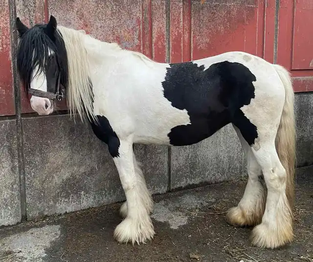 Kiki, left side