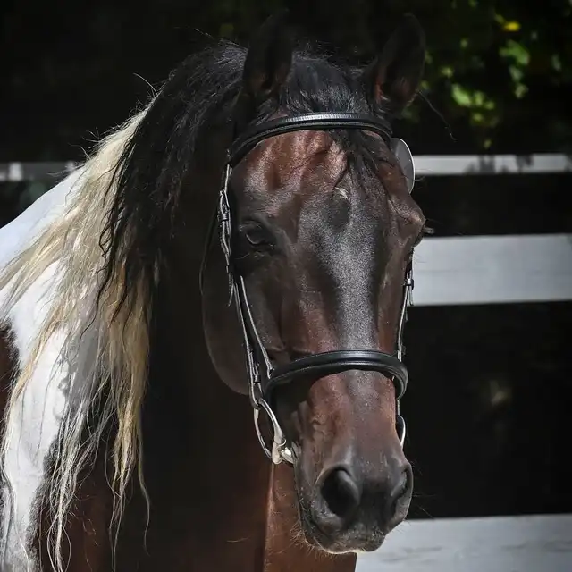 Country Sunset - Media (Unknown)