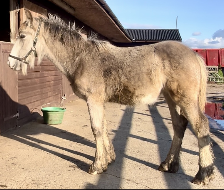 Cursey Golden Katie - Media (Unknown)