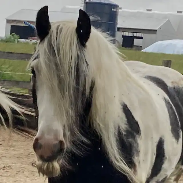 Kora - Media (Unknown)