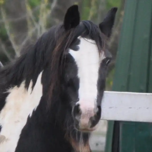 Princeabella - Media (Unknown)