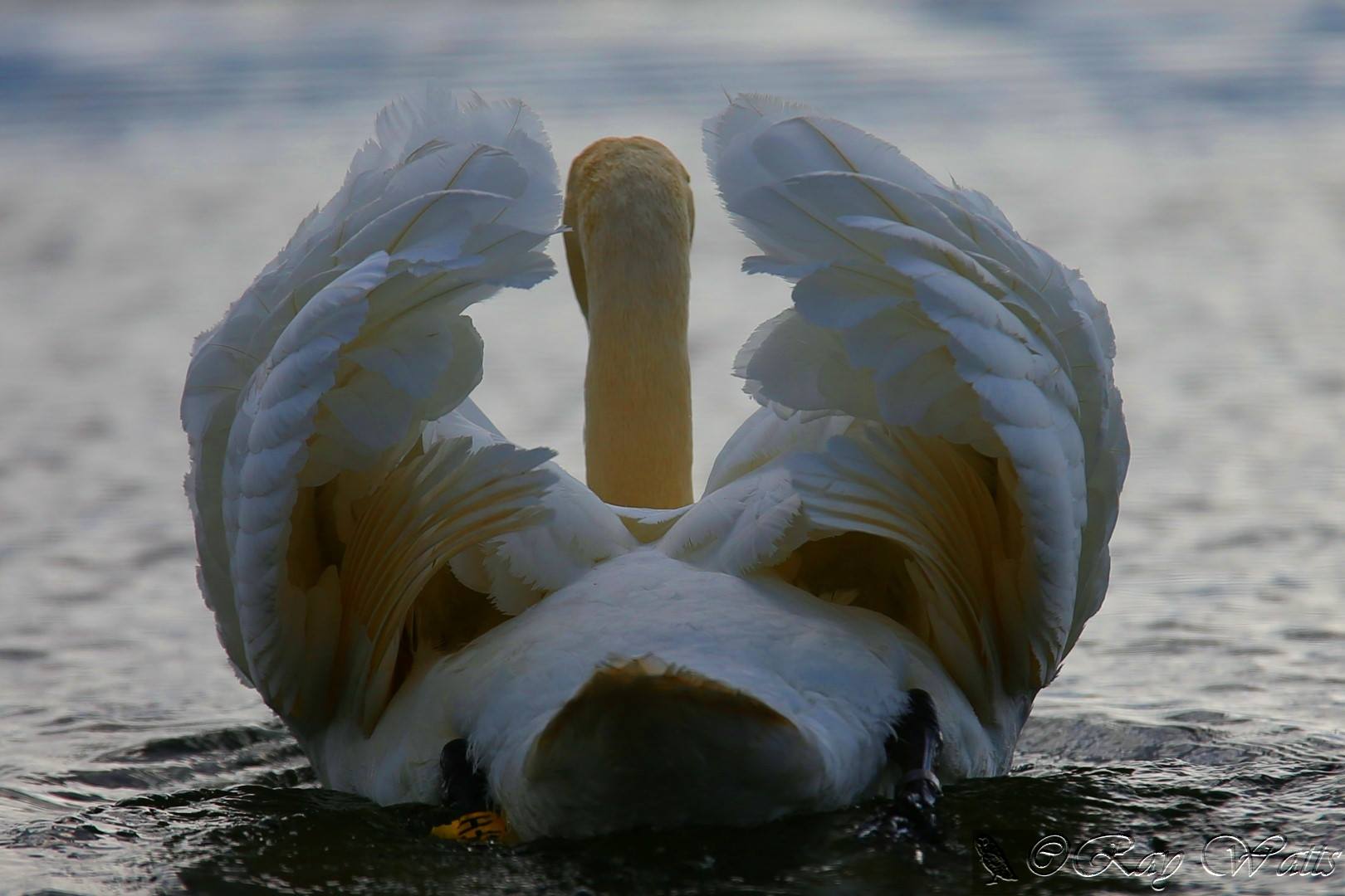 Ray Watts - Media (723)