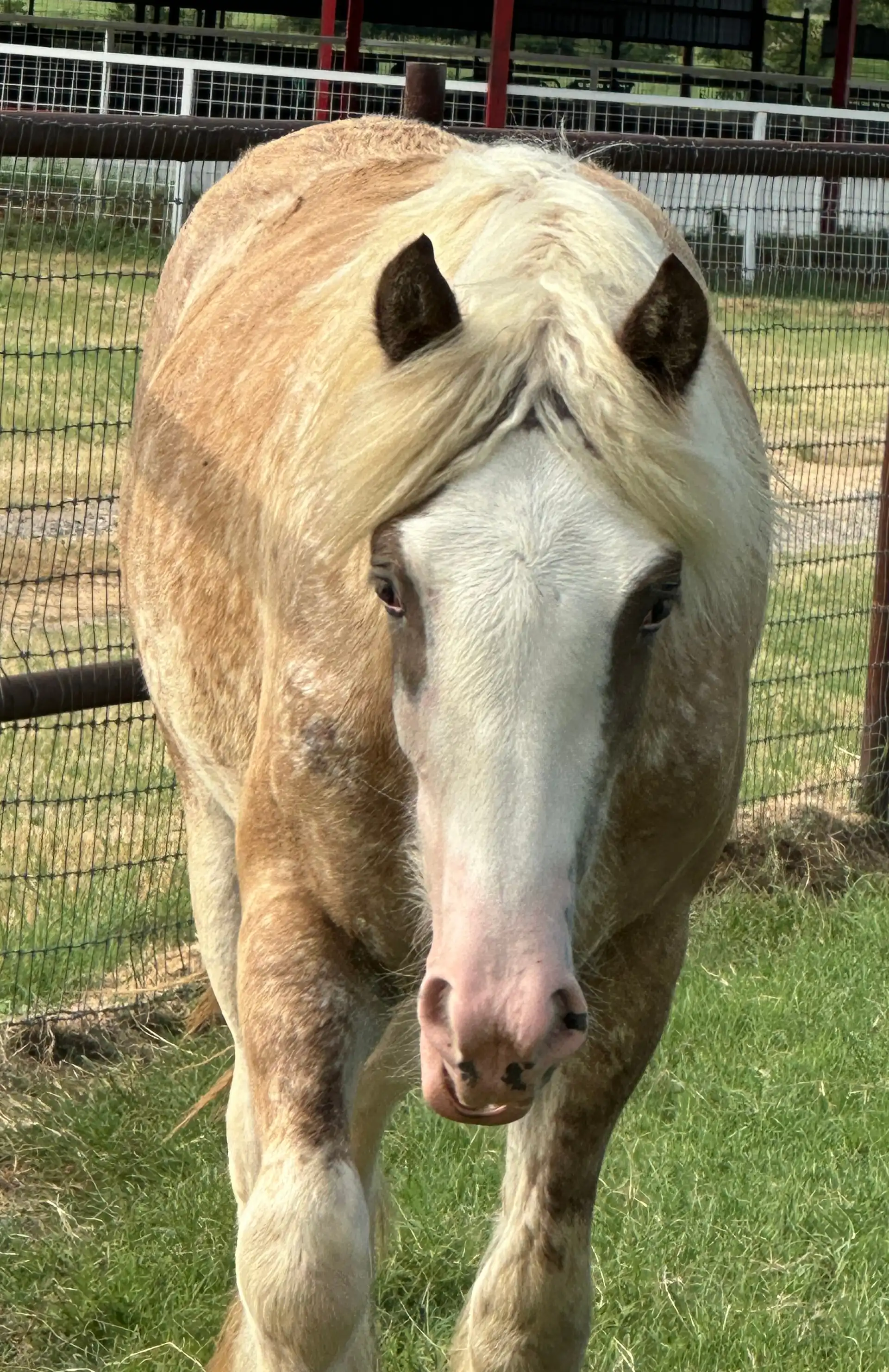 Mile Phantom - Media (Unknown)