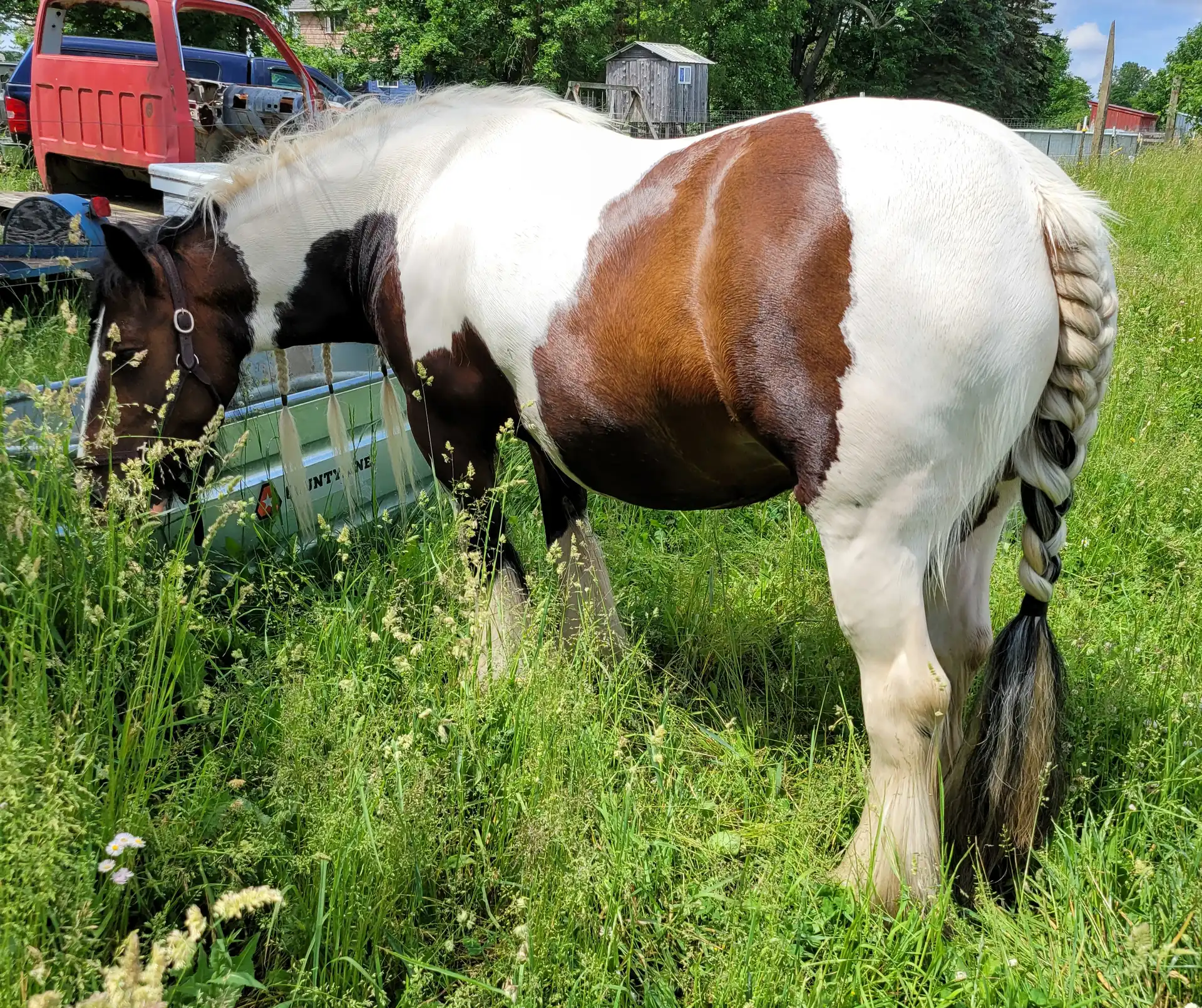 FTF Kalypso Bay Quarter Bok - Media (Unknown)