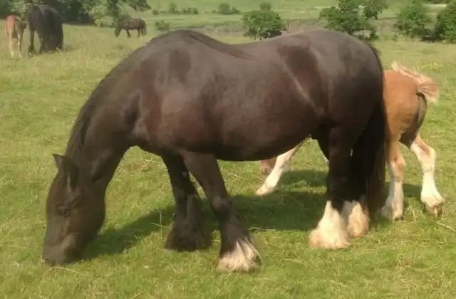 Registration Pedigree - Media (1764)