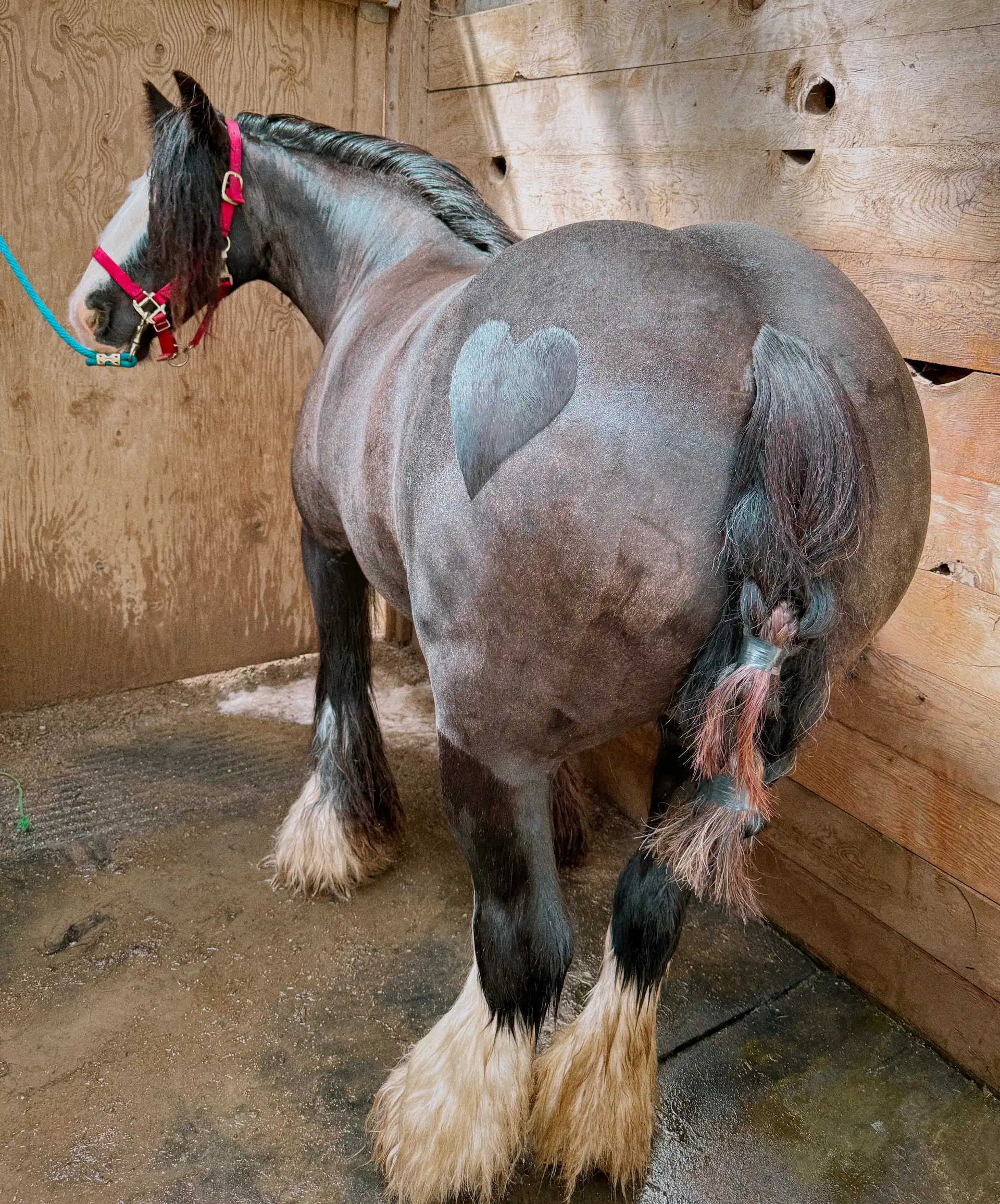 SD Kohls Streetfighters Dream - Media (Unknown)