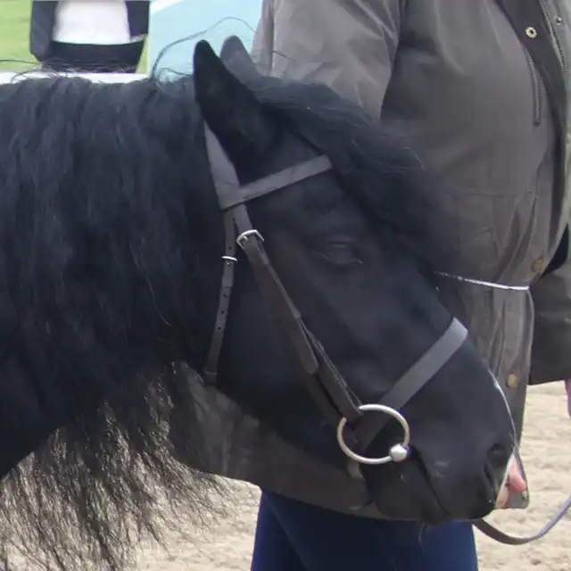Kilmurray Pedro Pony