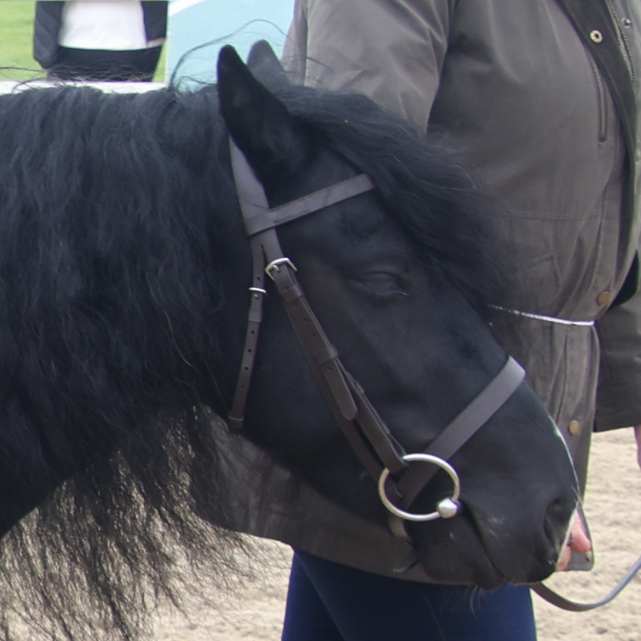 Kilmurray Pedro Pony - Media (Unknown)