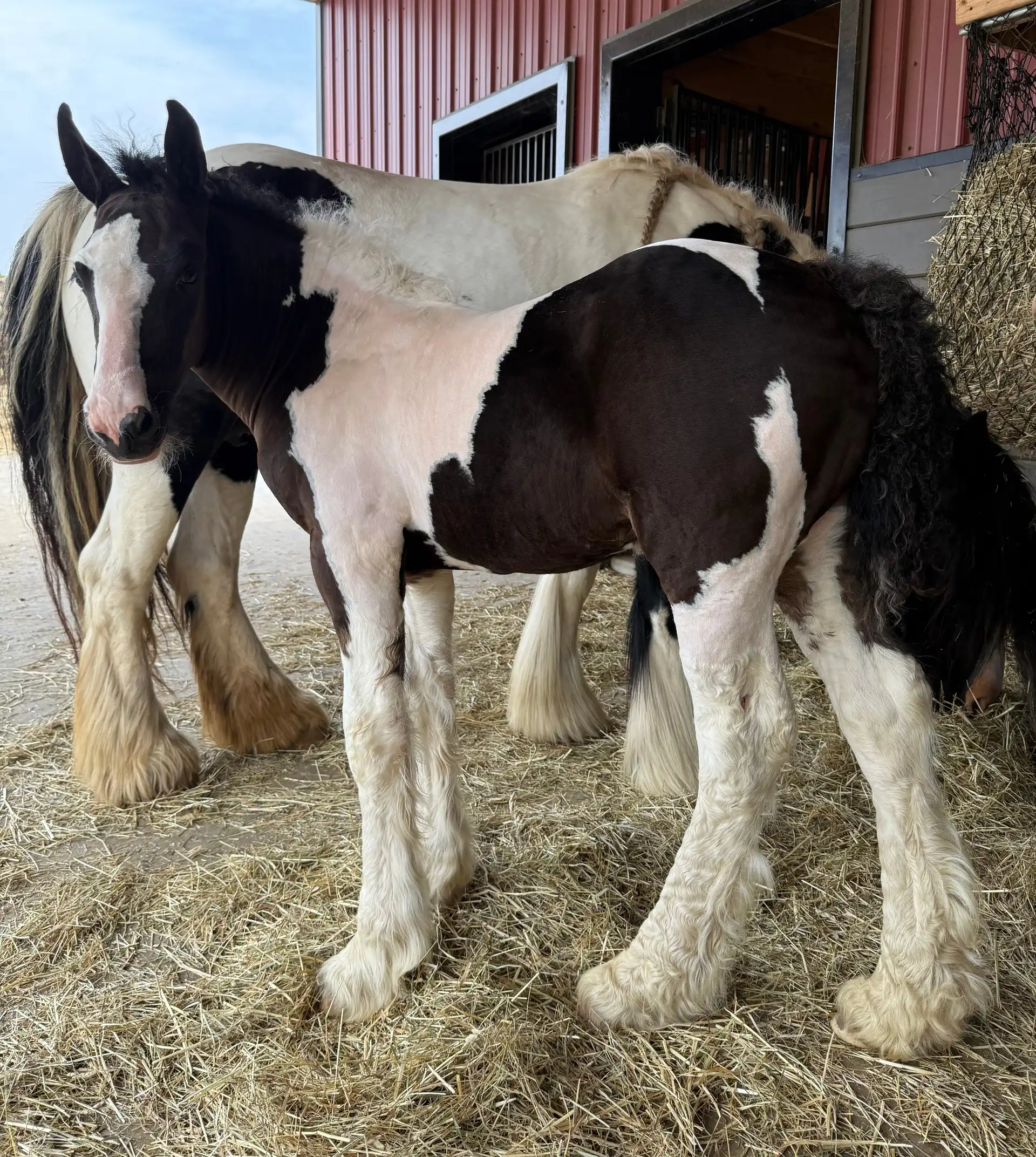 Ddv Merlin the Spellcaster of Alapocas - Media (Unknown)