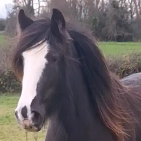 Ballylinan 71