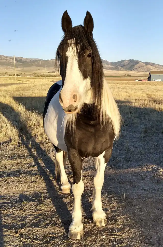 Taviaz Push Comes to Tango - Media (Unknown)