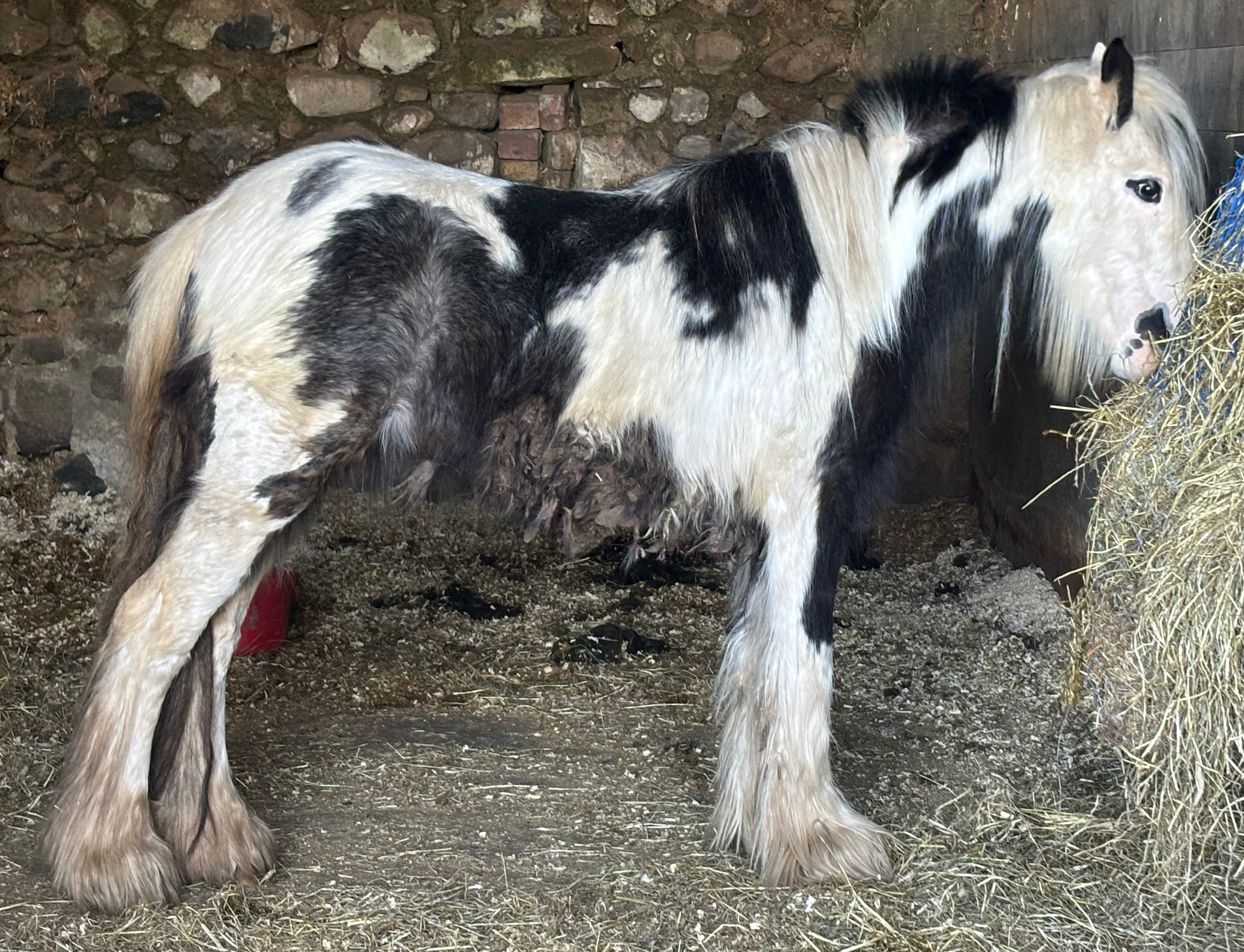 Wig Wam Bam - Media (Unknown)