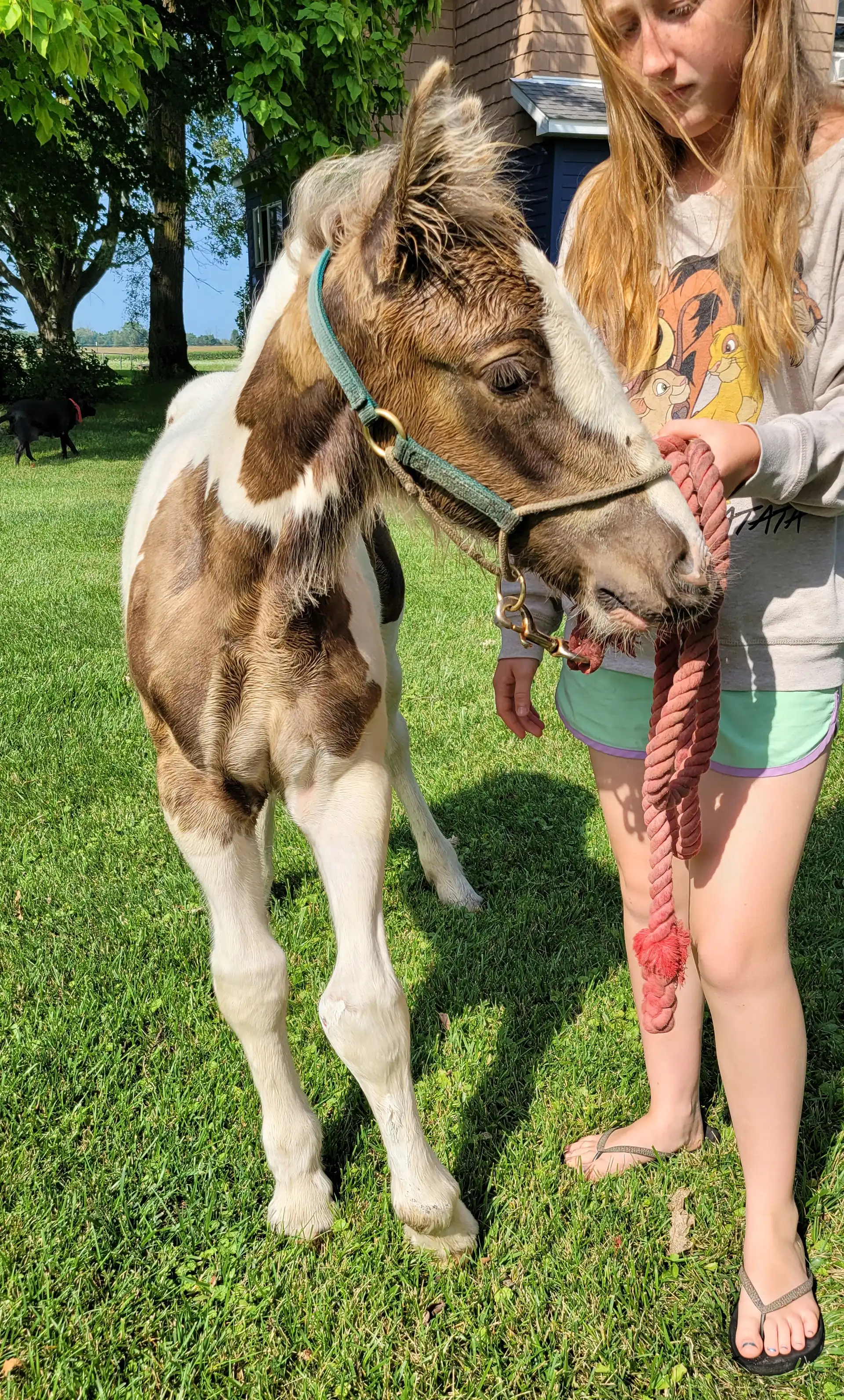 FTF The Crippled Cob - Media (Unknown)