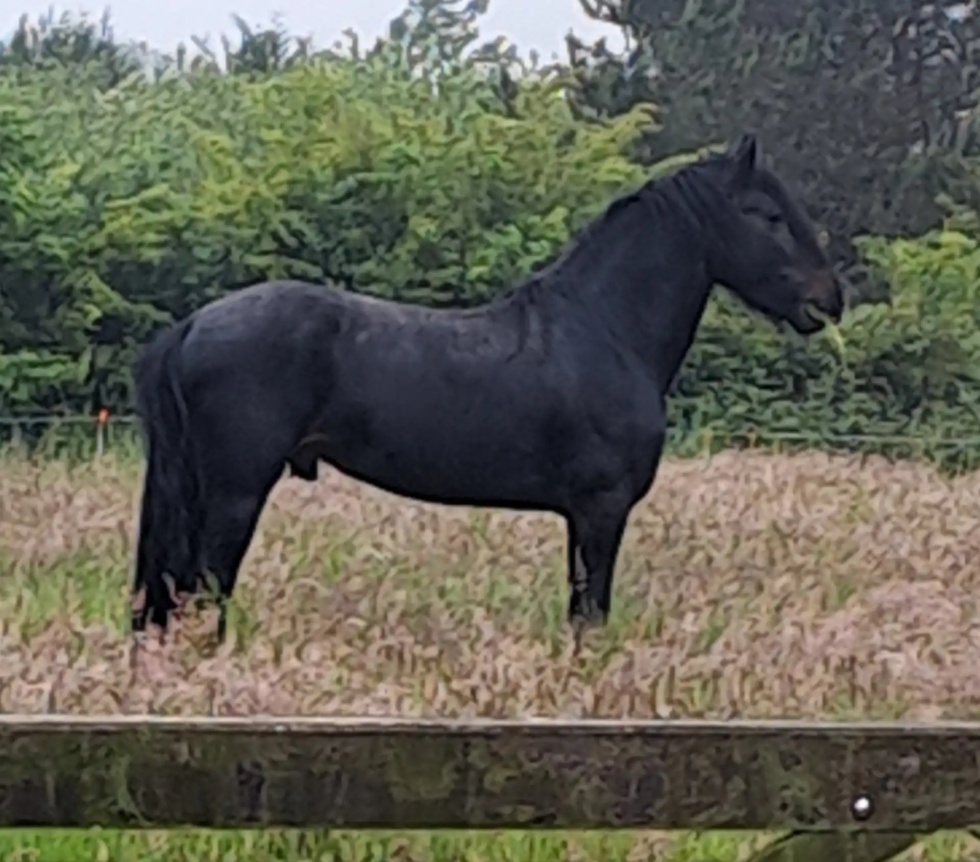 Spartakos - Media (Unknown)