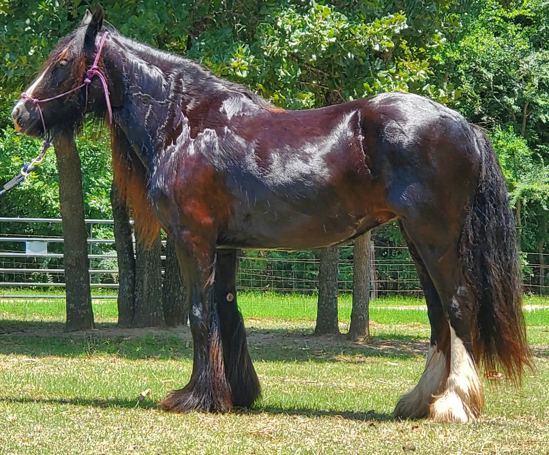 Rgr Shameless Indemnity - Media (Unknown)