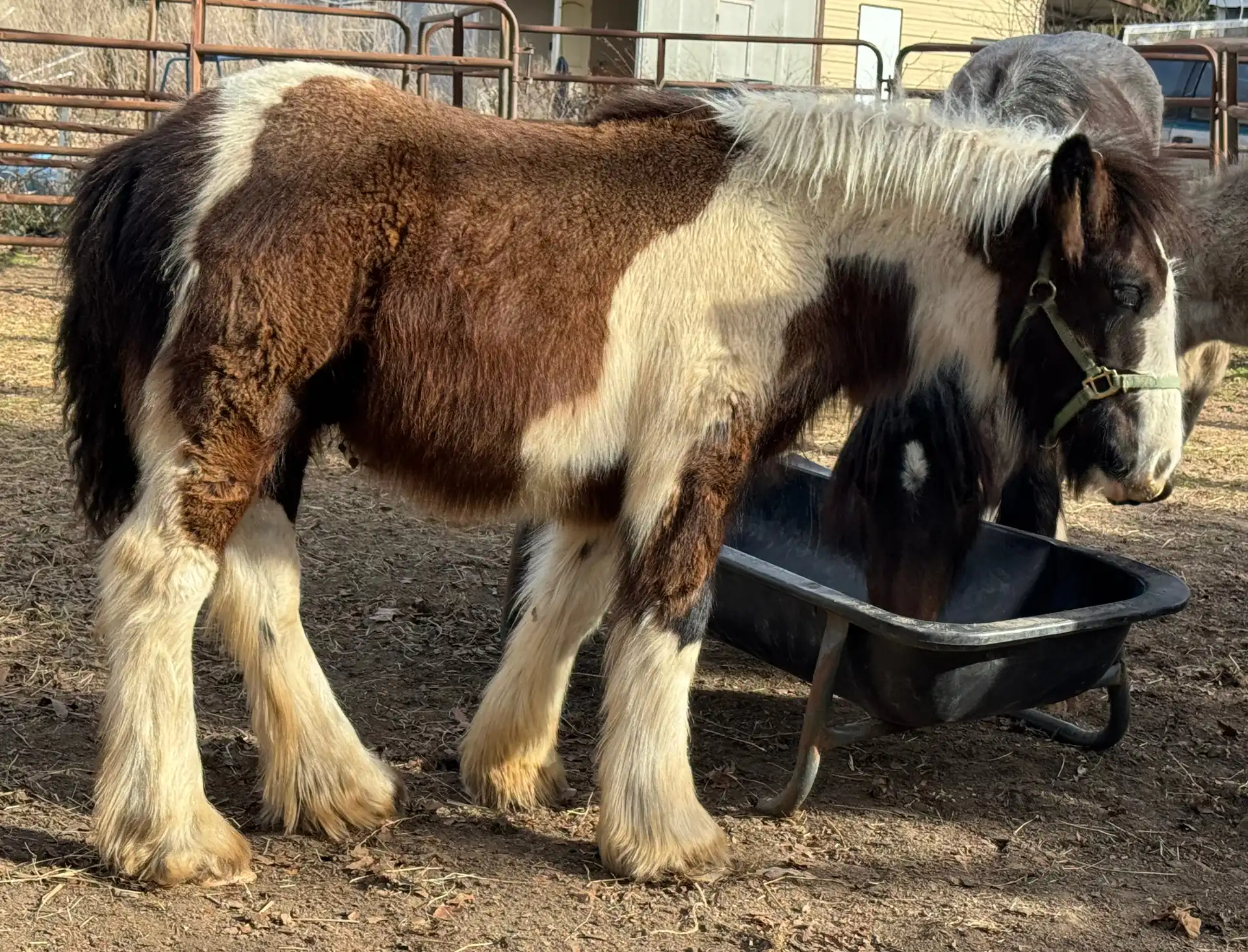 BR Tilly’s Lil Rusty Moonshine - Media (Unknown)