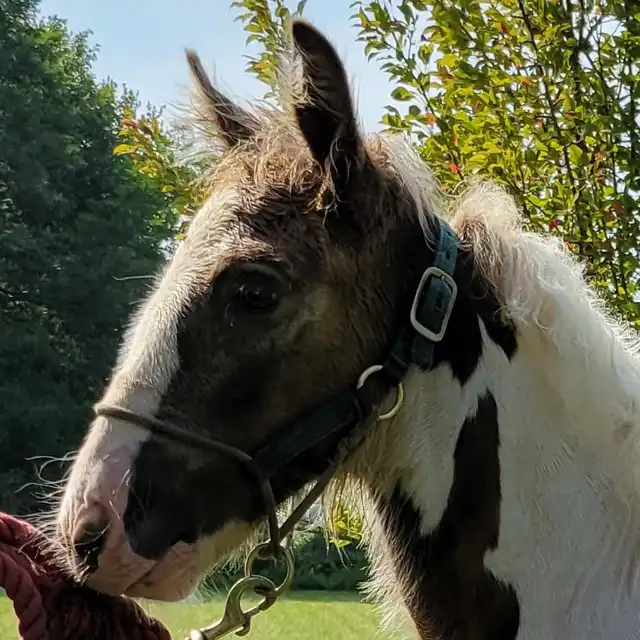 FTF The Crippled Cob - Media (Unknown)