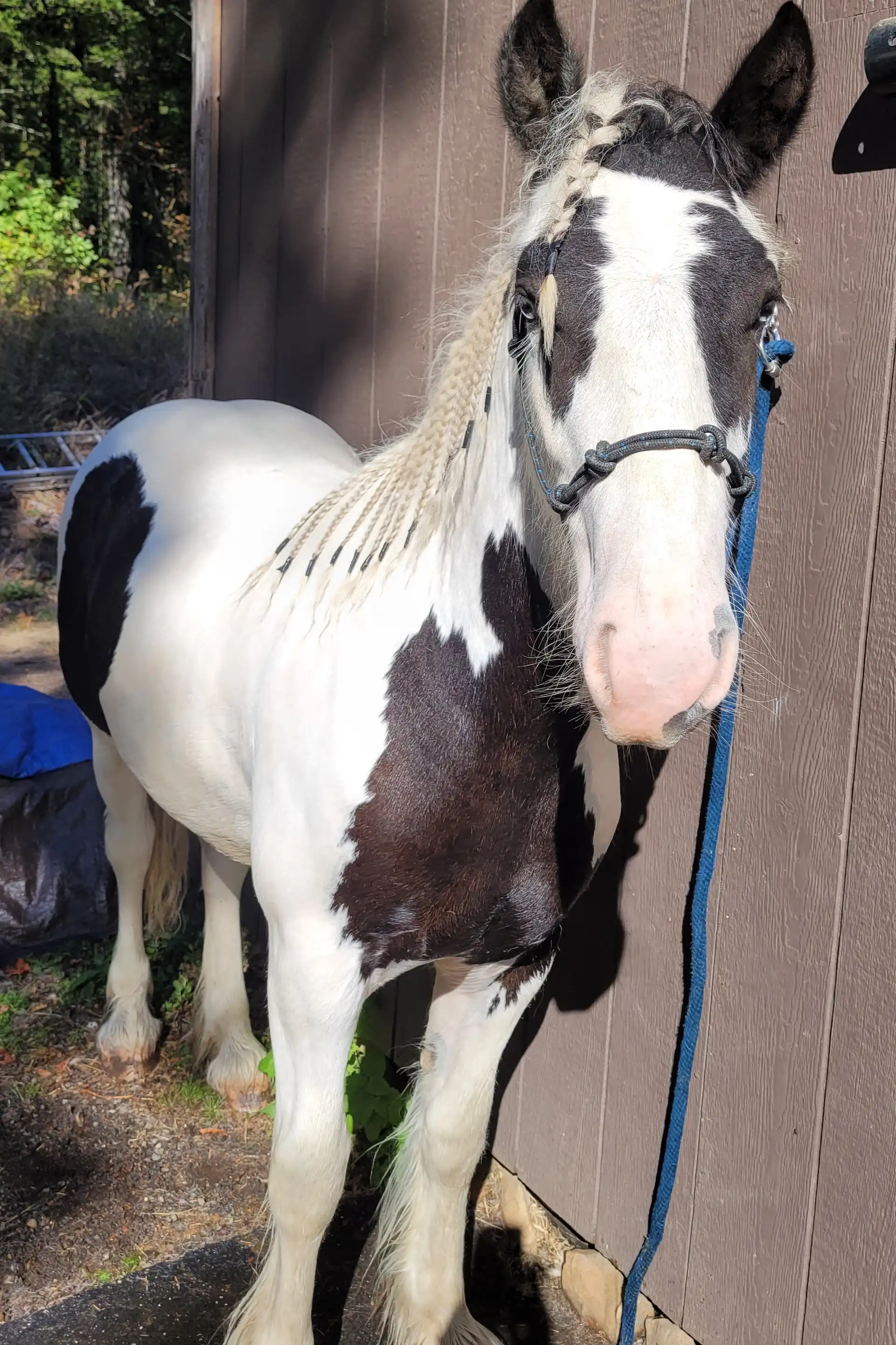 FF Meridas Eternal Evenstar - Media (Unknown)