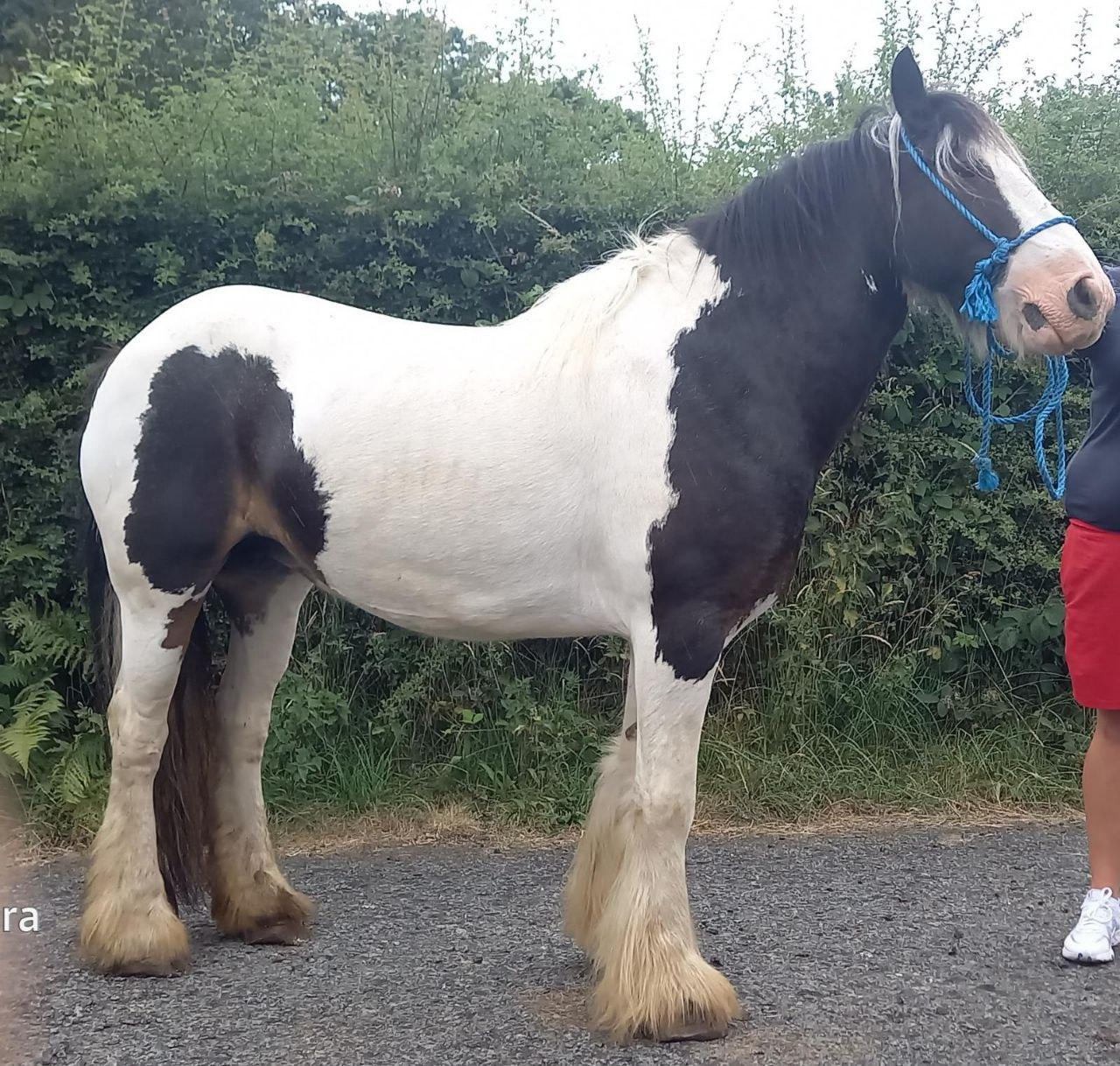 Wilma - Media (Unknown)