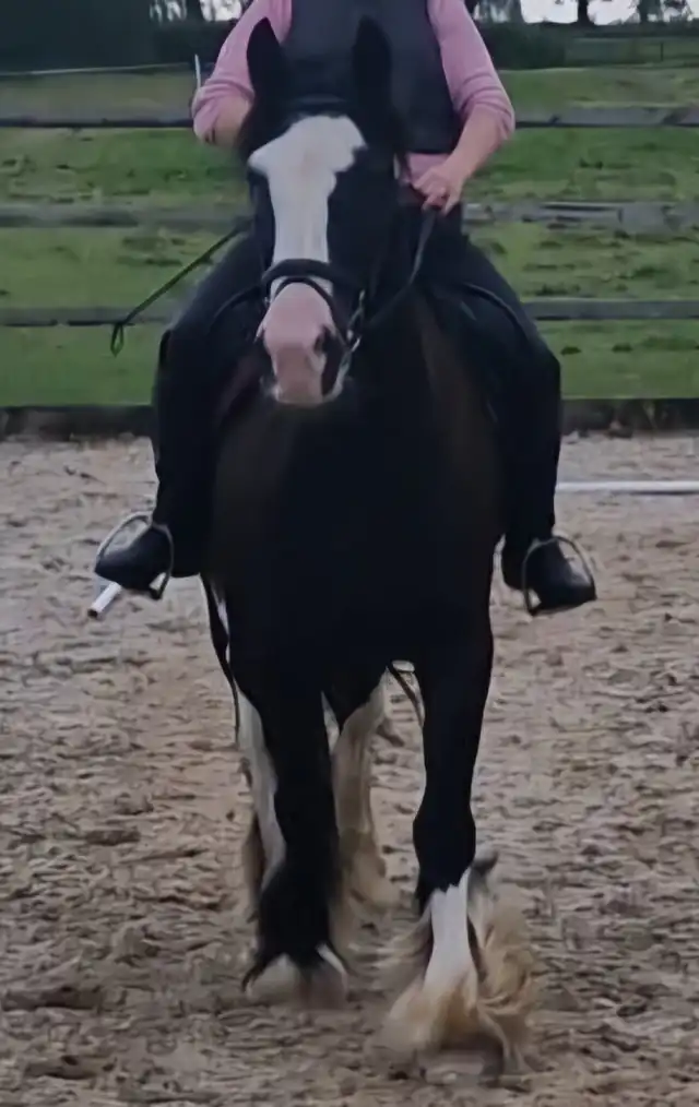 Dunsink Prince - Media (Unknown)