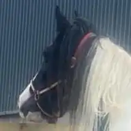 Jubilee - Media (Unknown)