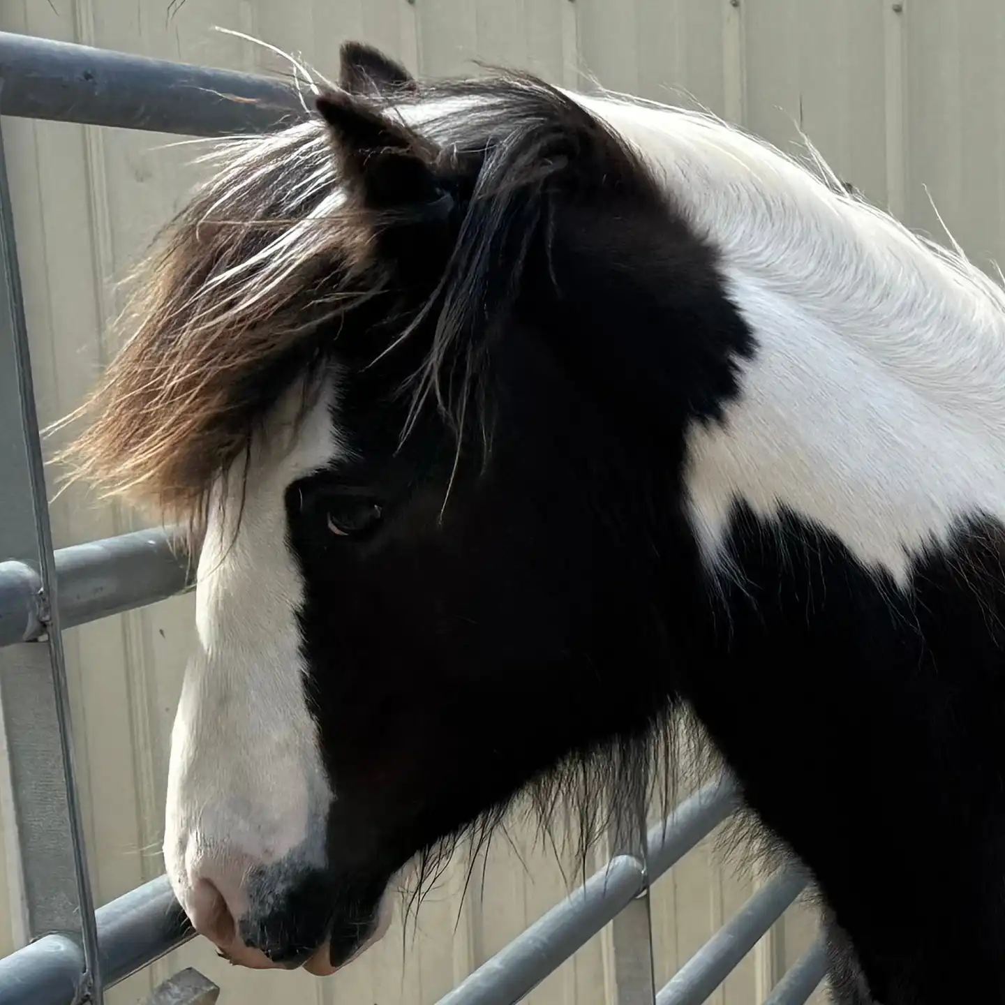 King of Chicago - Media (Unknown)