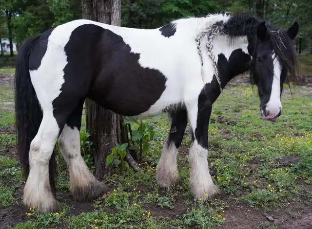 Verbal Pedigree - Media (2930)