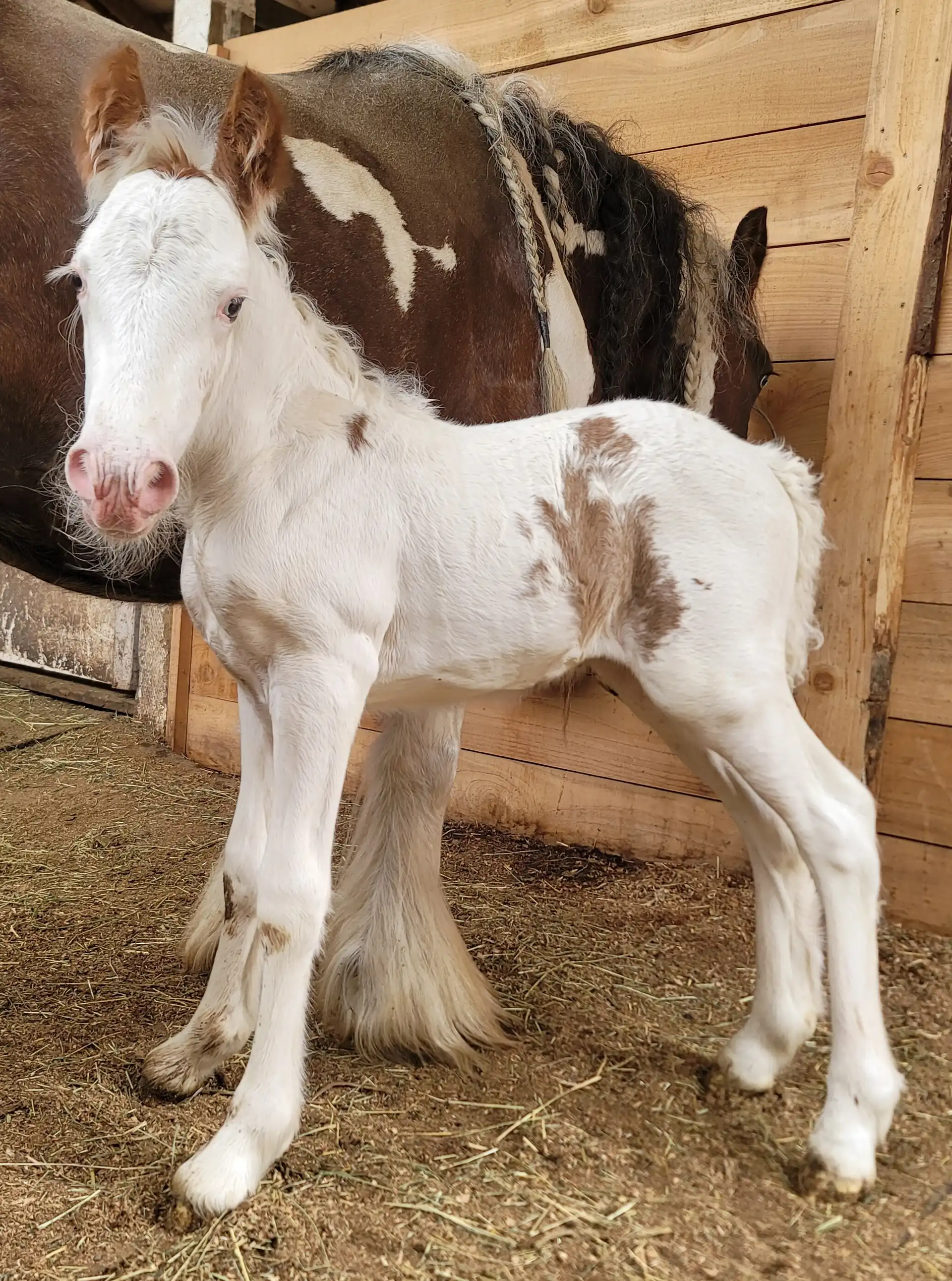 Divine Meadows  Little Leroy - Media (Unknown)